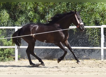 Andalusian, Mare, 4 years, 15,1 hh, Black