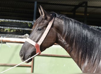 Andalusian, Mare, 4 years, 15,1 hh, Black
