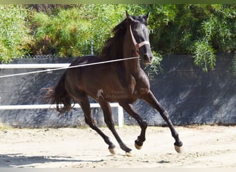 Andalusian, Mare, 4 years, 15,1 hh, Black