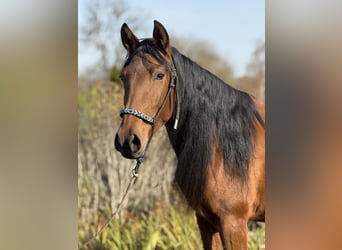 Andalusian, Mare, 4 years, 15,1 hh, Brown