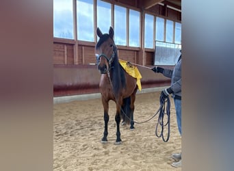 Andalusian, Mare, 4 years, 15,1 hh, Brown
