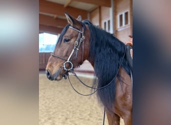 Andalusian, Mare, 4 years, 15,1 hh, Brown