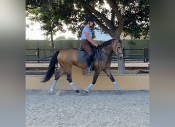 Andalusian, Mare, 4 years, 15,1 hh, Buckskin