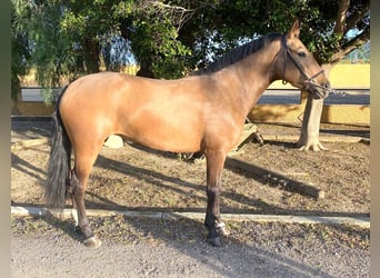 Andalusian, Mare, 4 years, 15,1 hh, Buckskin