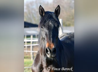 Andalusian, Mare, 4 years, 15,1 hh, Smoky-Black