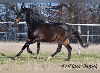 Andalusian, Mare, 4 years, 15,1 hh, Smoky-Black