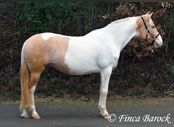 Andalusian Mix, Mare, 4 years, 15,2 hh, Pinto