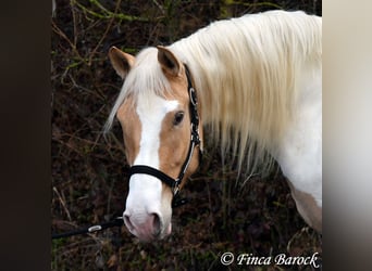 Andalusian Mix, Mare, 4 years, 15,2 hh, Pinto