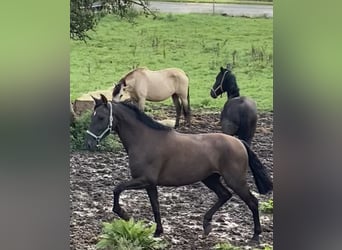 Andalusian, Mare, 4 years, 16.1 hh, Black