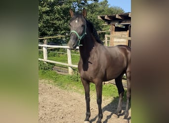 Andalusian, Mare, 4 years, 16.1 hh, Black