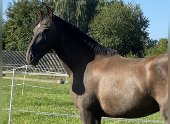 Andalusian, Mare, 4 years, 16.1 hh, Black