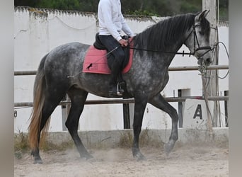 Andalusian, Mare, 4 years, 16.2 hh, Grey