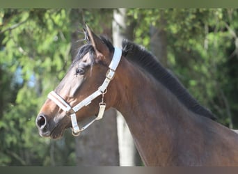 Andalusier, Stute, 4 Jahre, 16 hh, Dunkelbrauner