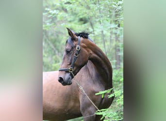 Andalusier, Stute, 4 Jahre, 16 hh, Dunkelbrauner