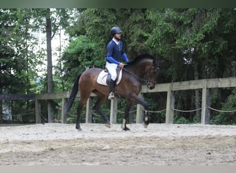 Andalusier, Stute, 4 Jahre, 16 hh, Dunkelbrauner