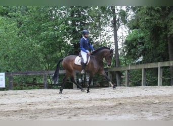 Andalusier, Stute, 4 Jahre, 16 hh, Dunkelbrauner