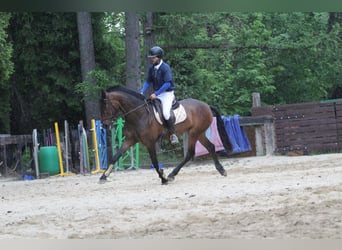 Andalusier, Stute, 4 Jahre, 16 hh, Dunkelbrauner