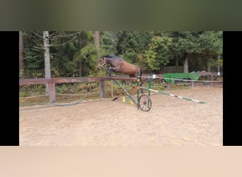 Andalusier, Stute, 4 Jahre, 16 hh, Dunkelbrauner