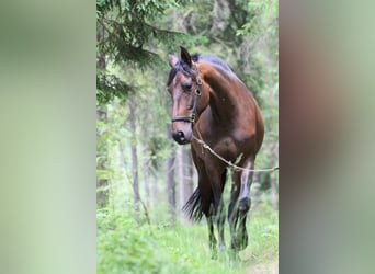 Andalusier, Stute, 4 Jahre, 16 hh, Dunkelbrauner