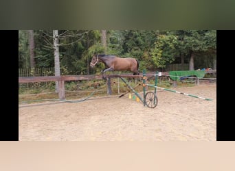 Andalusier, Stute, 4 Jahre, 16 hh, Dunkelbrauner