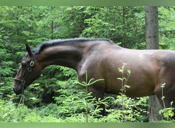 Andalusier, Stute, 4 Jahre, 16 hh, Dunkelbrauner