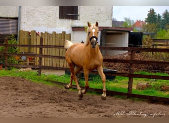 Andalusian, Mare, 4 years, 16 hh