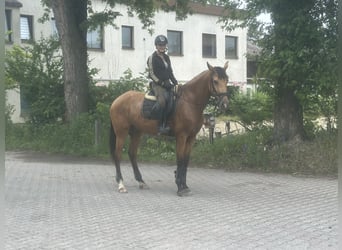 Andalusian, Mare, 4 years, 16 hh, Dun