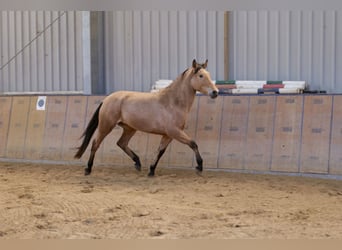 Andalusian, Mare, 4 years, 16 hh, Dun