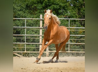 Andalusian, Mare, 4 years, 16 hh, Palomino