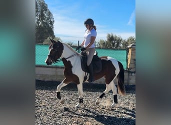 Andalusian, Mare, 4 years, 16 hh, Tobiano-all-colors