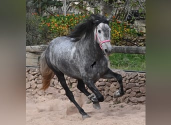 Andalusian, Mare, 4 years, 16,2 hh, Grey