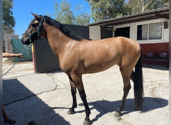 Andalusian Mix, Mare, 4 years, 17 hh, Dun