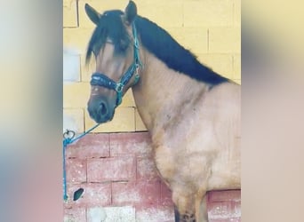 Andalusian Mix, Mare, 4 years, 17 hh, Dun