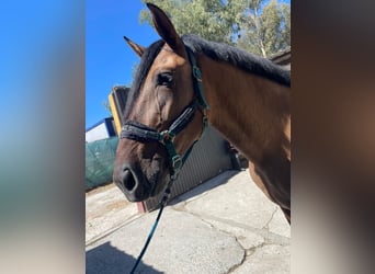 Andalusian Mix, Mare, 4 years, 17 hh, Dun