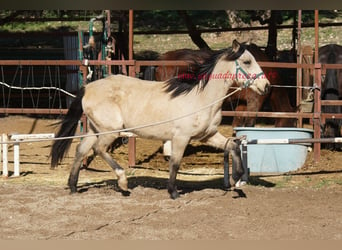 Andalusian, Mare, 4 years, Dun