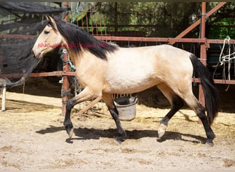Andalusian, Mare, 4 years, Dun