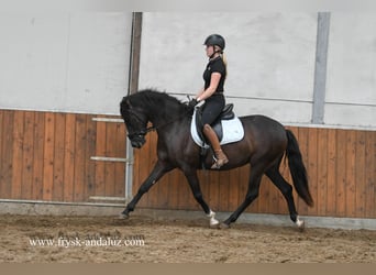 Andalusian, Mare, 5 years, 14.2 hh, Black