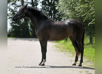 Andalusian, Mare, 5 years, 14.2 hh, Black