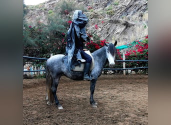 Andalusian, Mare, 5 years, 14.2 hh, Grey