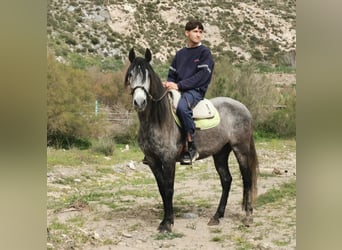 Andalusian, Mare, 5 years, 14.2 hh, Grey