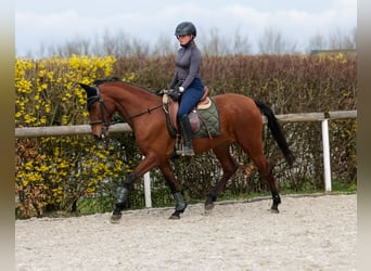 Andalusian, Mare, 5 years, 14.3 hh, Brown