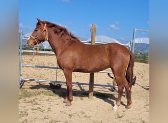 Andalusian, Mare, 5 years, 14.3 hh, Chestnut-Red