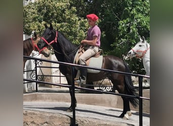 Andalusian, Mare, 5 years, 14,1 hh, Black