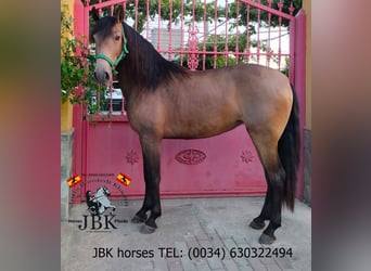 Andalusian, Mare, 5 years, 14,2 hh, Dun