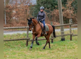 Andalusian, Mare, 5 years, 14,3 hh, Brown