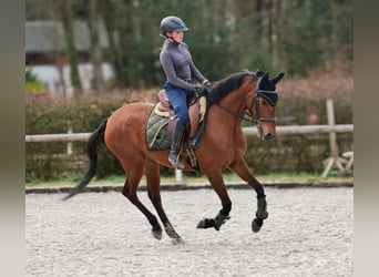 Andalusian, Mare, 5 years, 14,3 hh, Brown