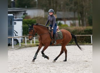 Andalusian, Mare, 5 years, 14,3 hh, Brown