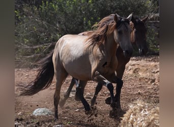 Andalusier, Stute, 5 Jahre, 15,1 hh, Falbe