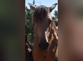 Andalusier, Stute, 5 Jahre, 15,1 hh, Falbe