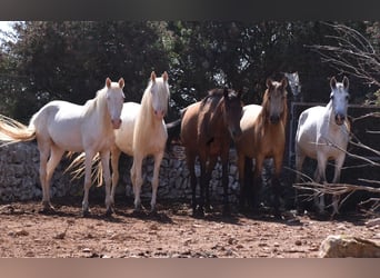 Andalusier, Stute, 5 Jahre, 15,1 hh, Falbe